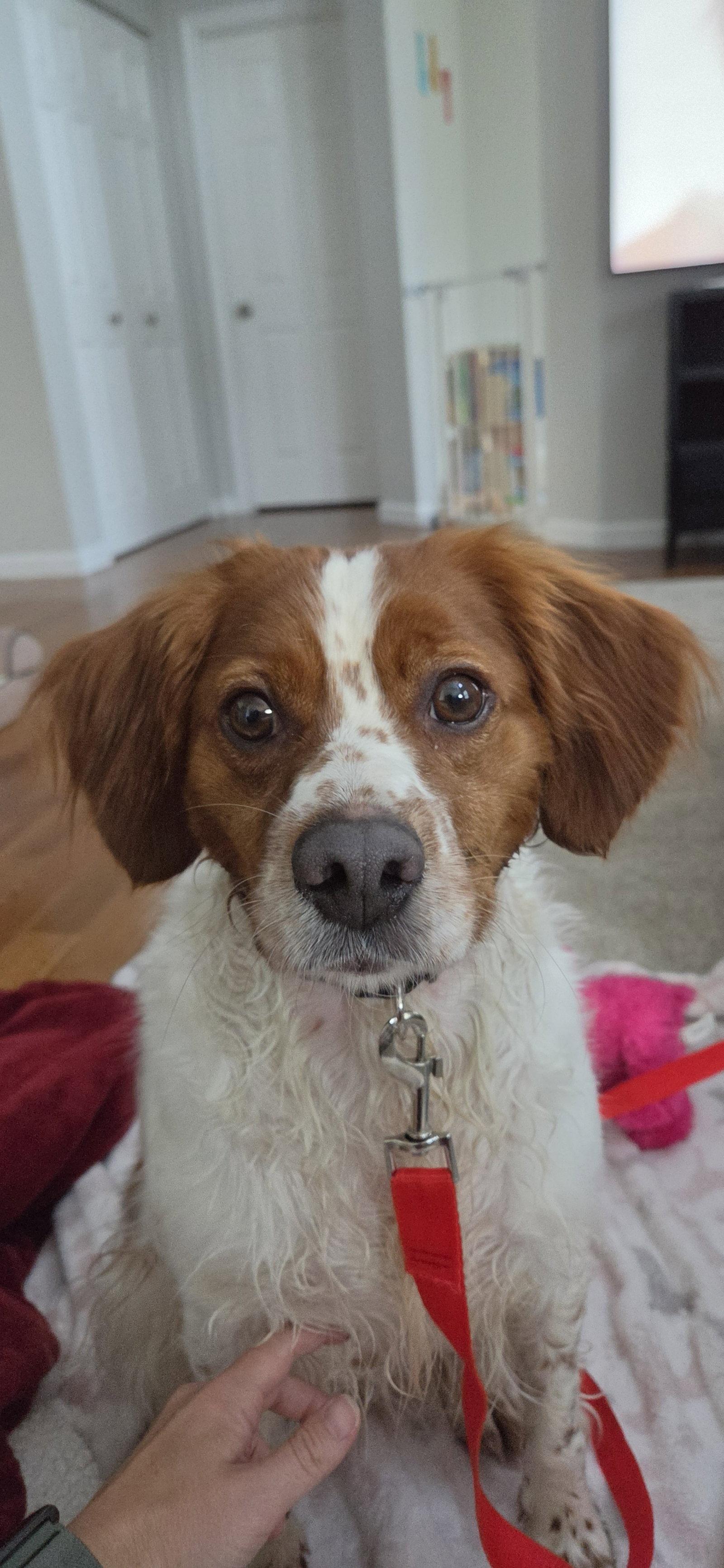 IL/Trier, a Adoptable Brittany Spaniel in Baldwinsville, NY image 3/3