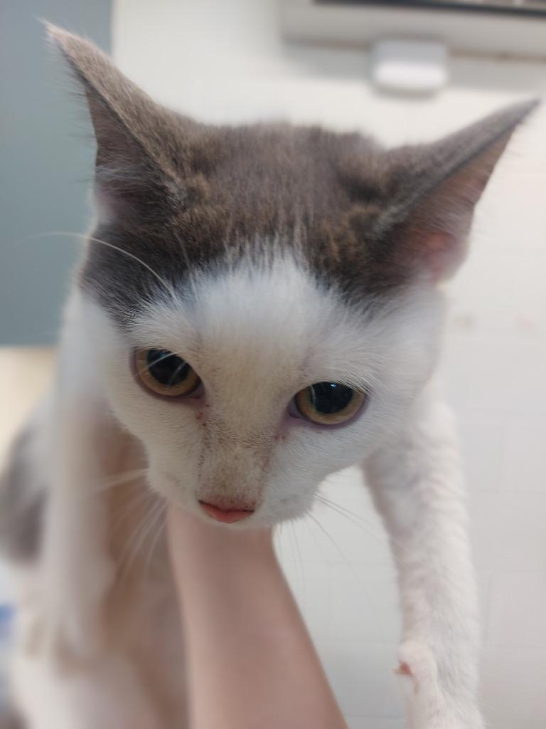 Bongo, Adoptable, Young Female Domestic Short Hair.