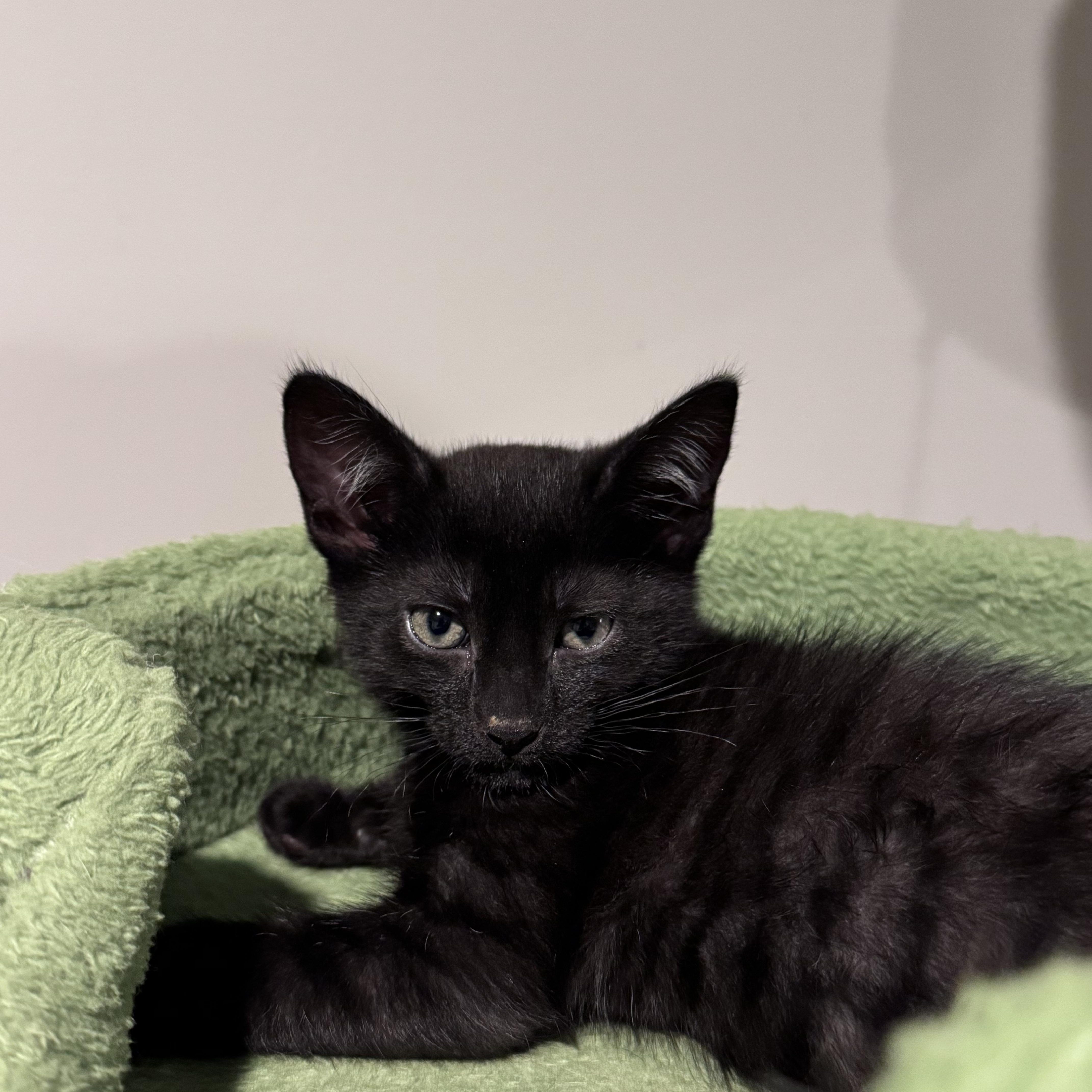 Crumb & Puff, a ADOPTABLE Domestic Short Hair in Brooklyn, NY image 6/6