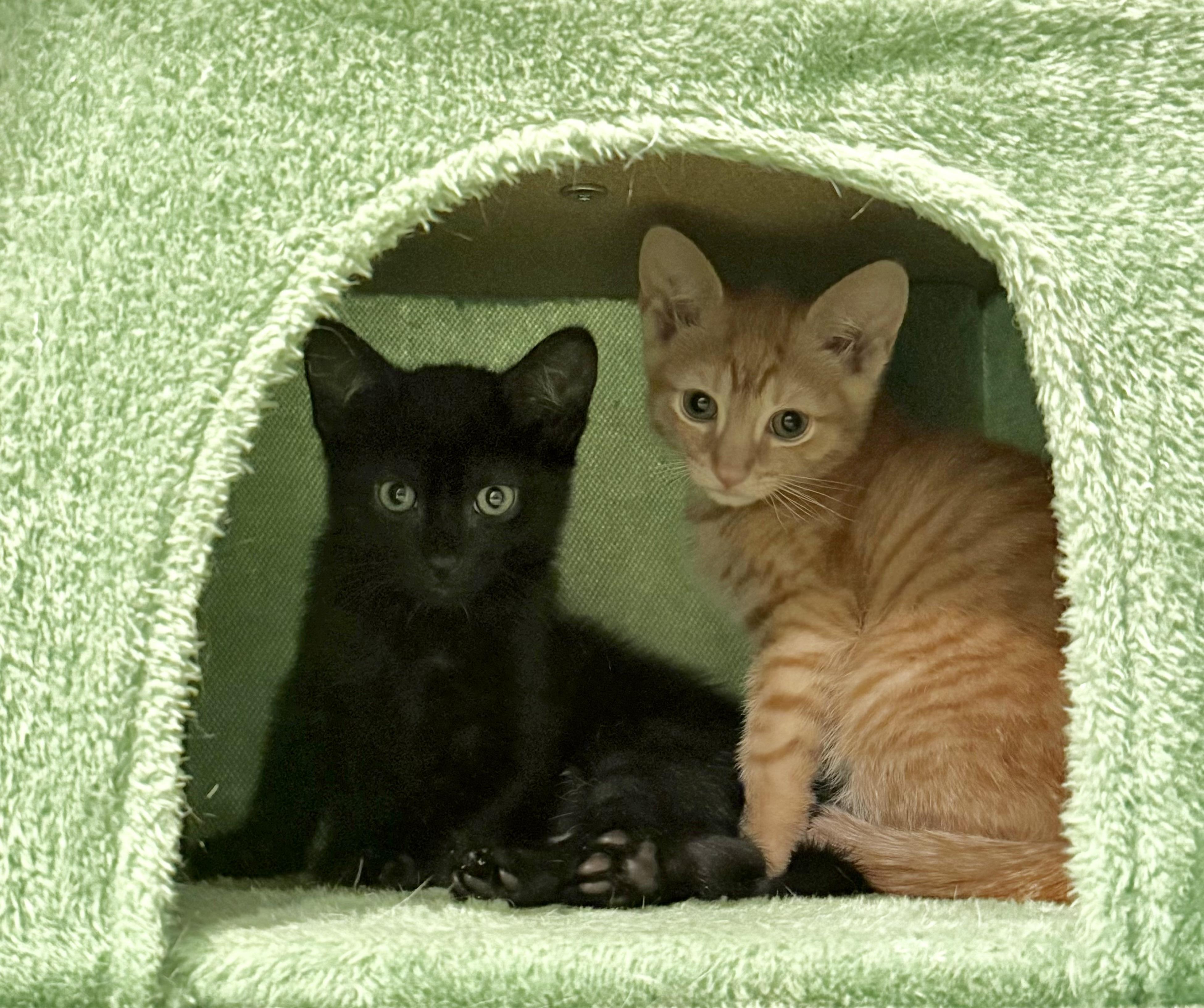 Crumb & Puff, a ADOPTABLE Domestic Short Hair in Brooklyn, NY image 4/6