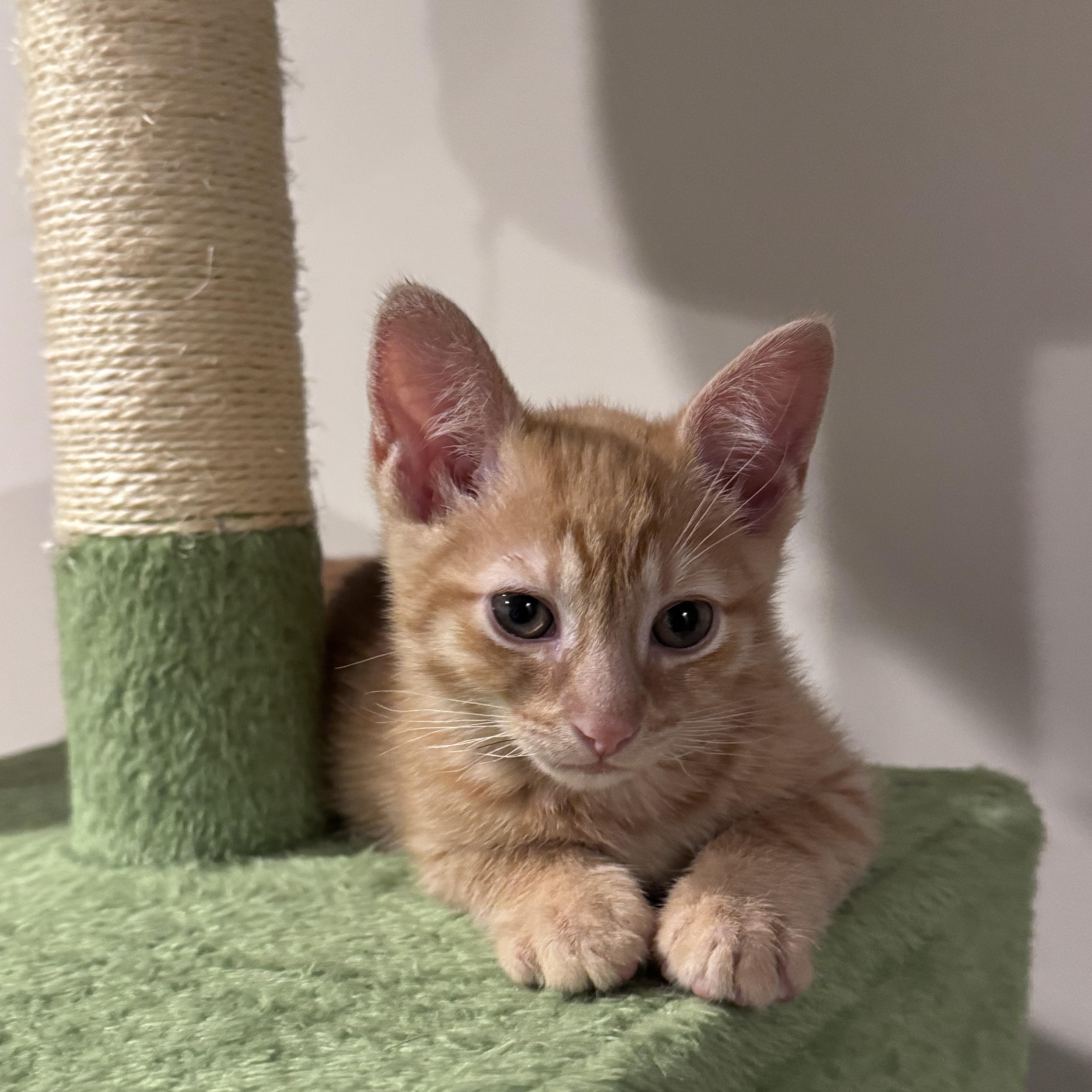 Crumb & Puff, a ADOPTABLE Domestic Short Hair in Brooklyn, NY image 2/6