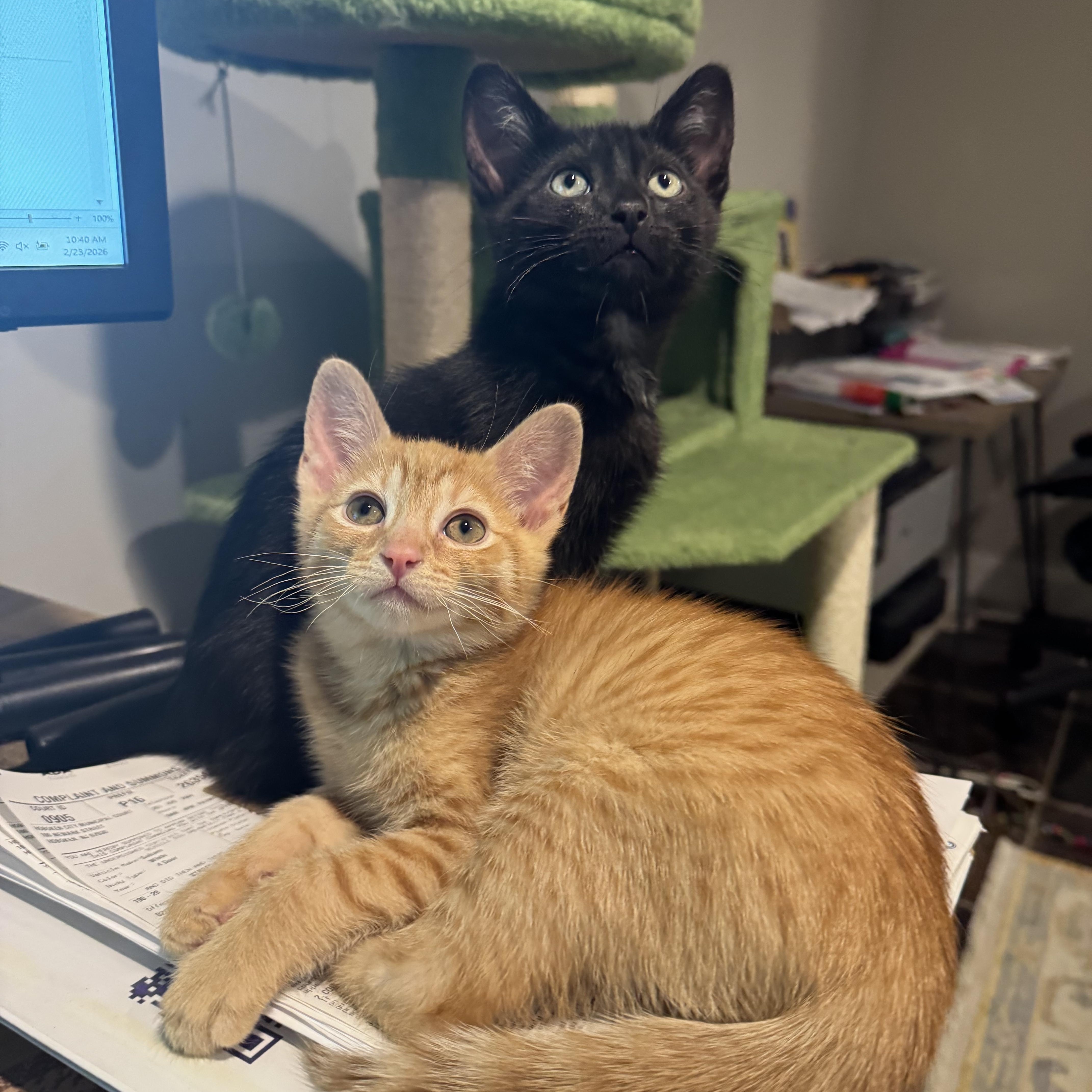 Crumb & Puff, ADOPTABLE, Kitten Male Domestic Short Hair.