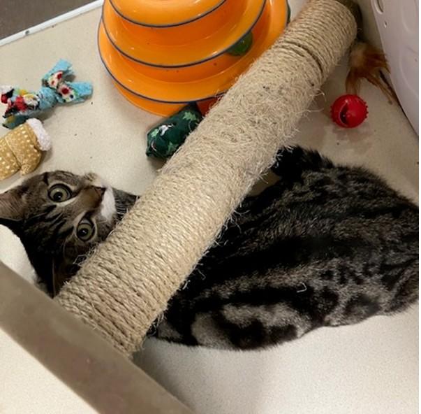 Enlarge AUGUST, a Adoptable Domestic Short Hair in Springfield, MA image 1/1