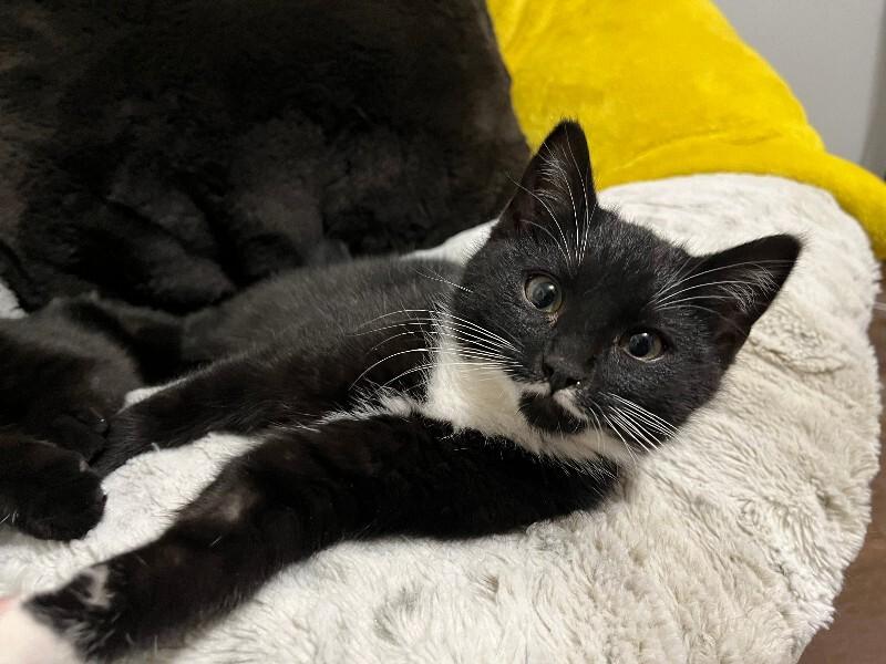 Enlarge Marty, a Adoptable Domestic Short Hair in Fort Collins, CO image 1/3