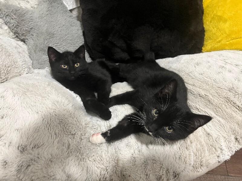 Enlarge Marty, a Adoptable Domestic Short Hair in Fort Collins, CO image 3/3