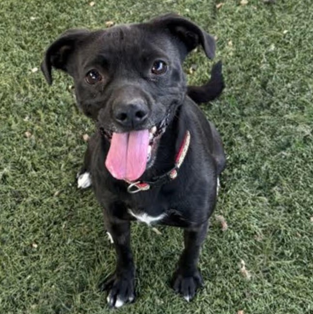 Tar--Needs Foster Home, ADOPTABLE, Adult Male Terrier.