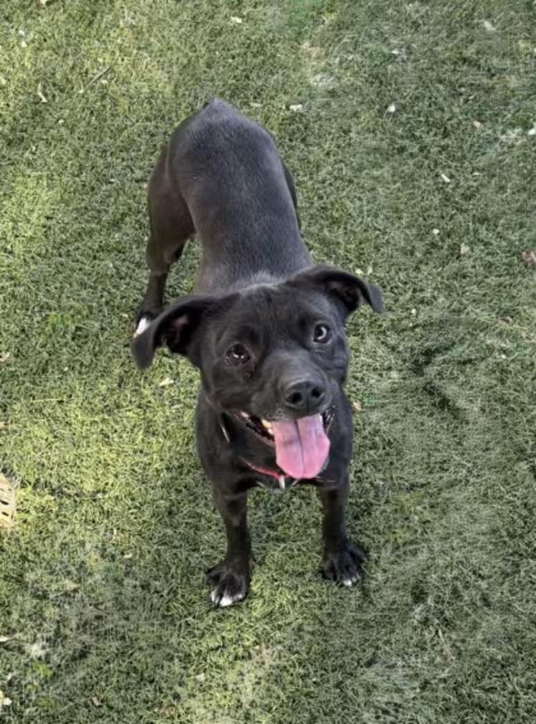 Enlarge Tar--Needs Foster Home, a ADOPTABLE mixed breed in Red Bluff, CA image 3/3