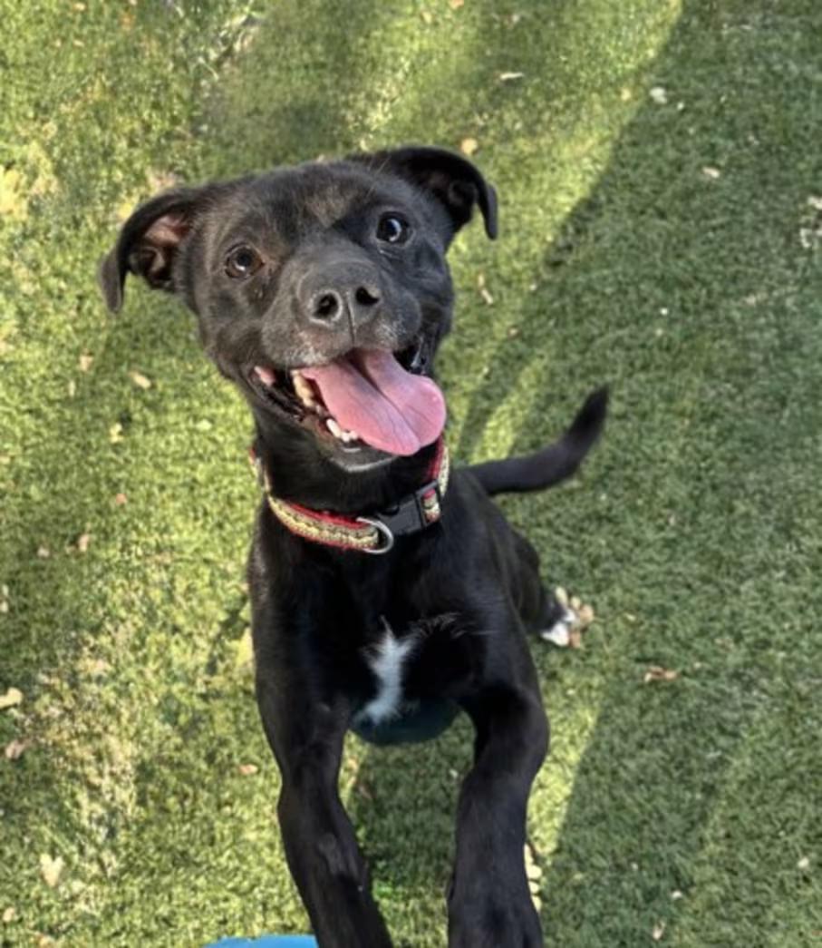 Enlarge Tar--Needs Foster Home, a ADOPTABLE mixed breed in Red Bluff, CA image 2/3