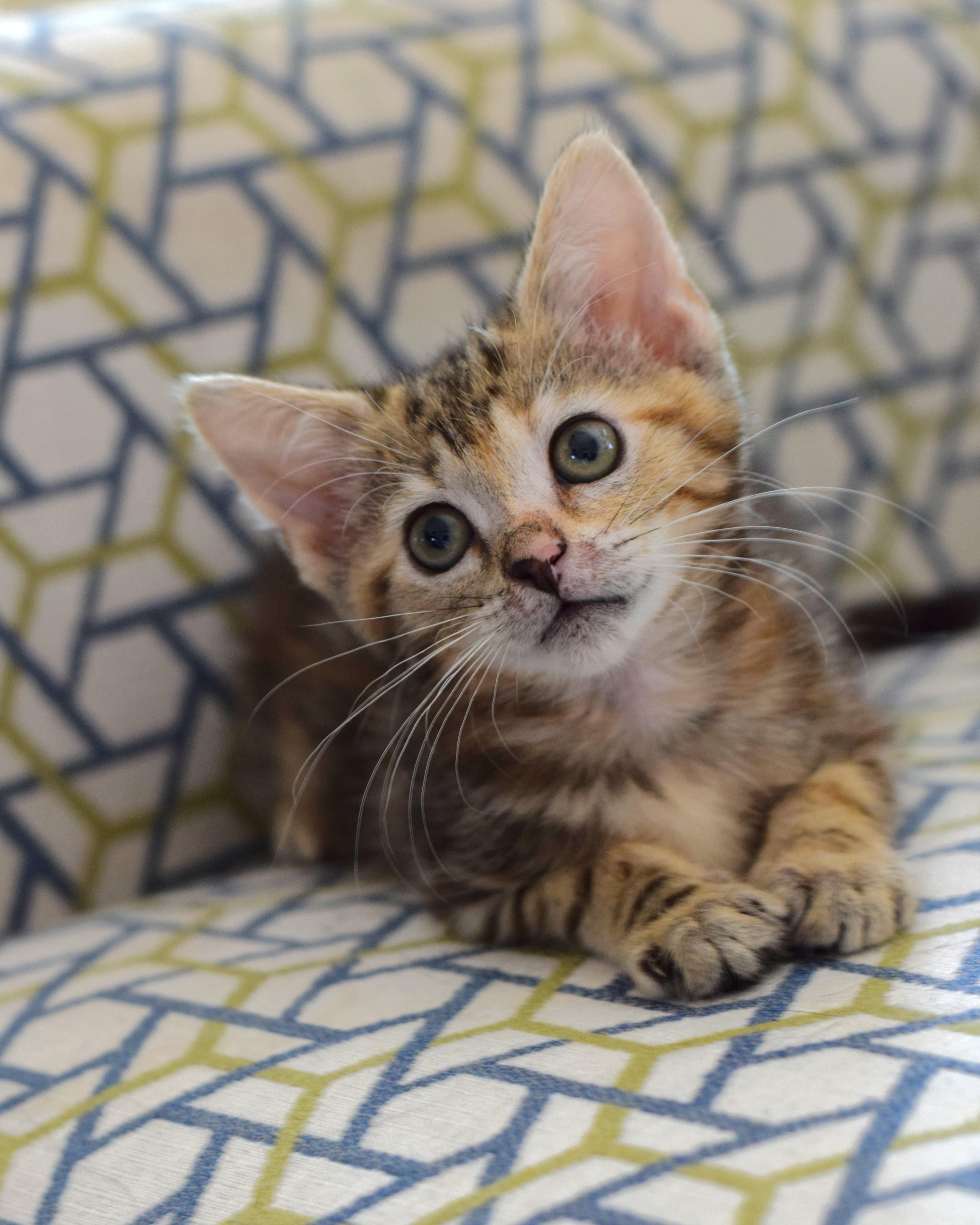 Amelia, adopted, Kitten Female Domestic Short Hair.