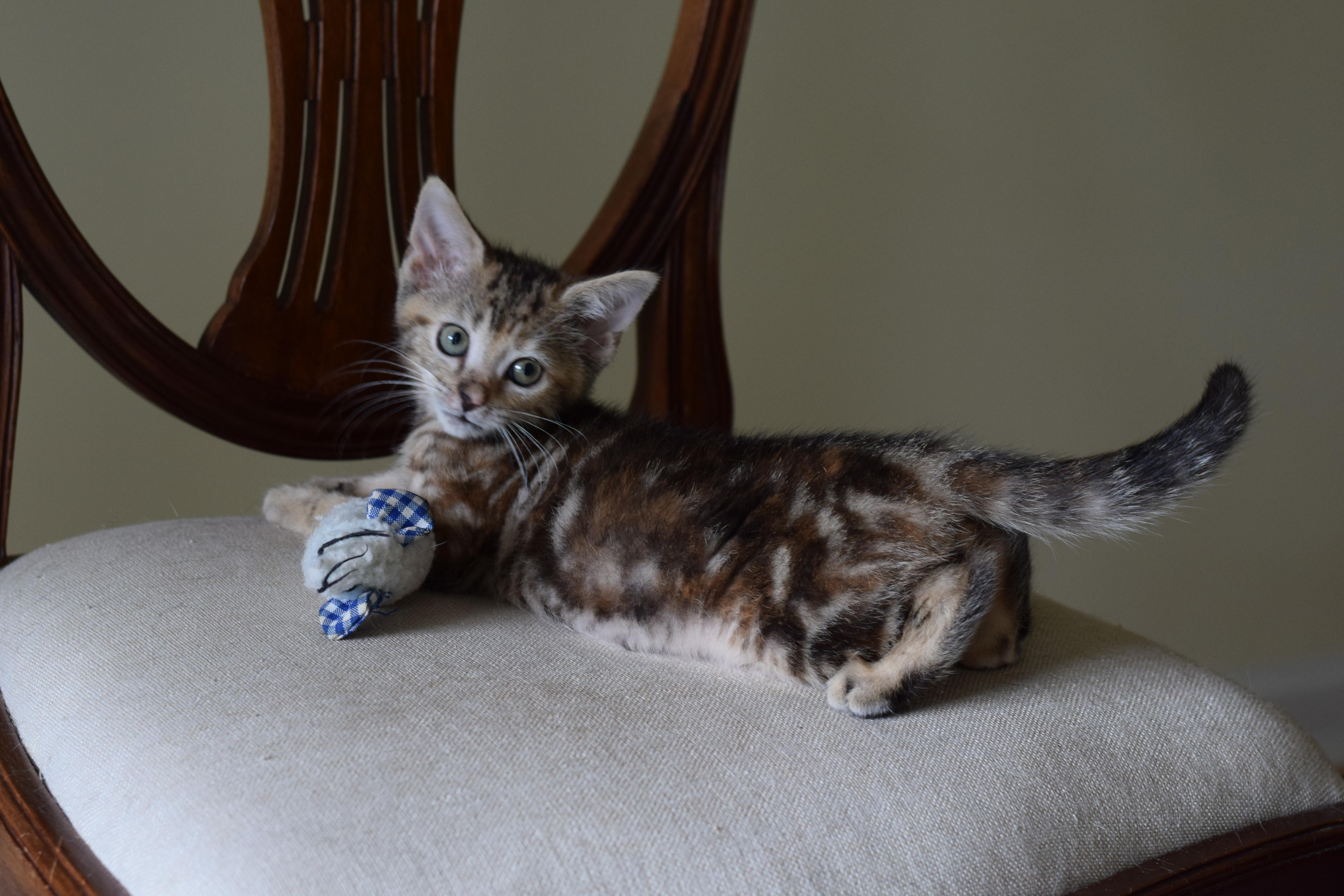 Enlarge Amelia, an adopted Domestic Short Hair in Mt Pleasant, SC image 3/6