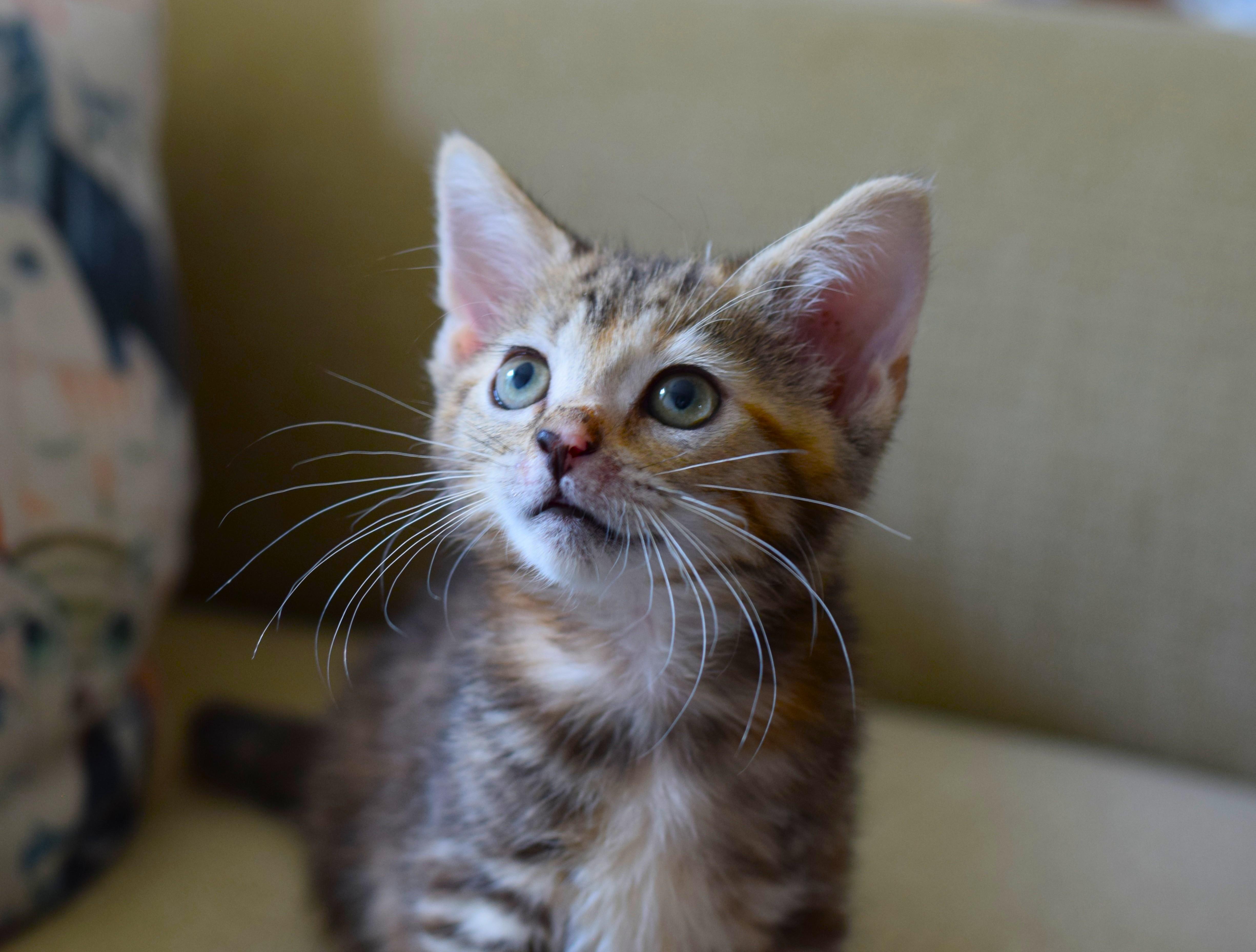 Enlarge Amelia, an adopted Domestic Short Hair in Mt Pleasant, SC image 4/6