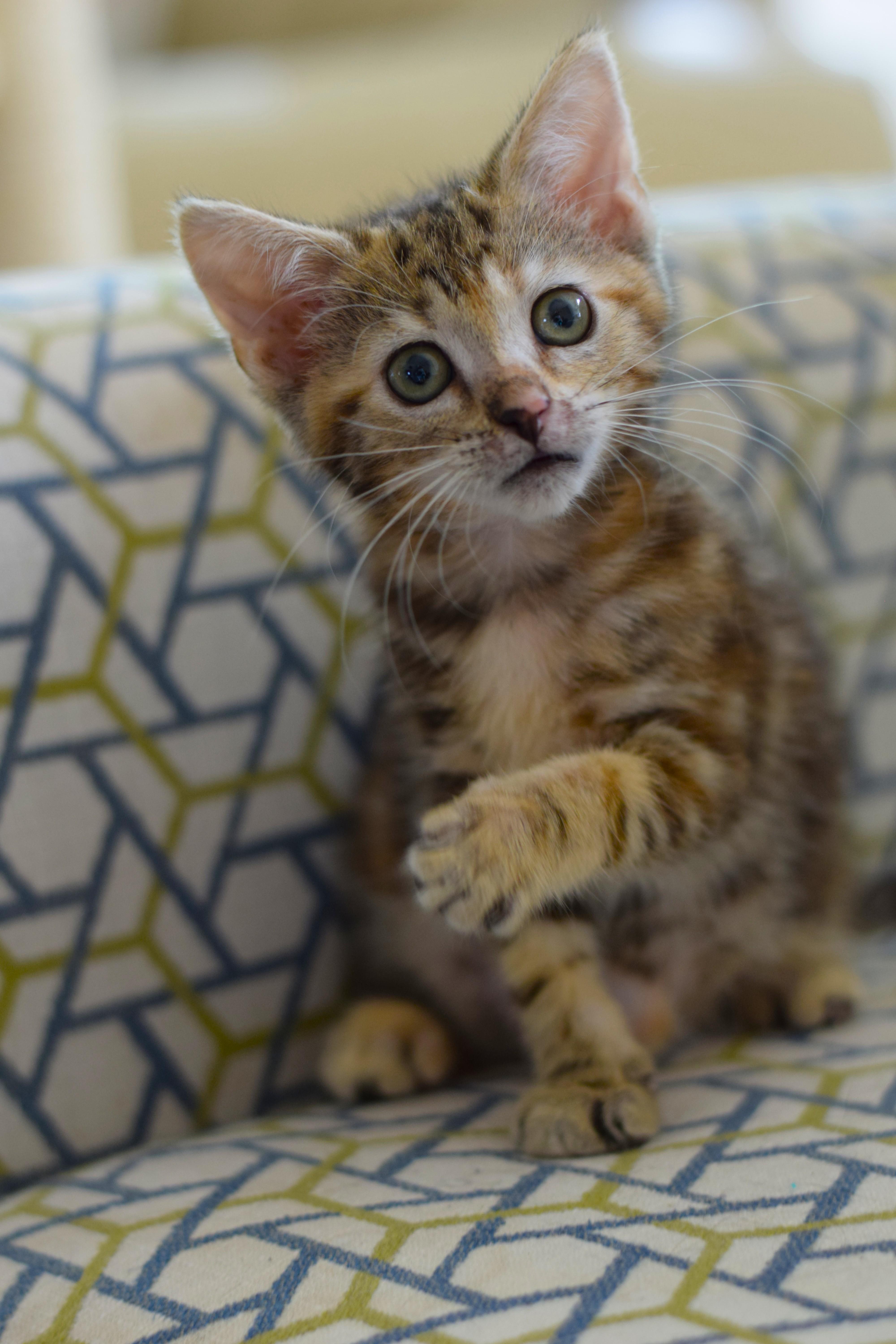 Enlarge Amelia, an adopted Domestic Short Hair in Mt Pleasant, SC image 2/6