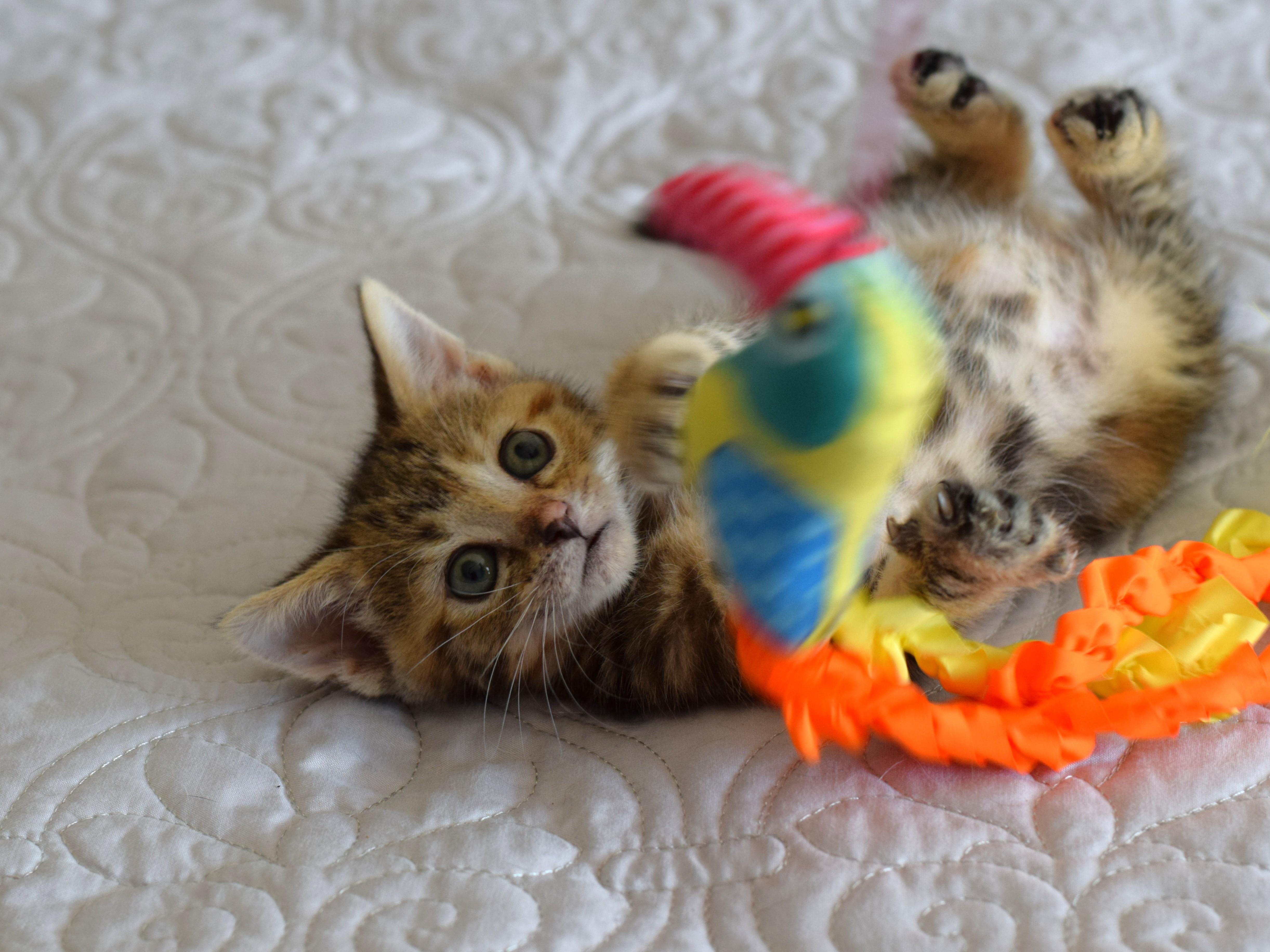 Enlarge Amelia, an adopted Domestic Short Hair in Mt Pleasant, SC image 5/6