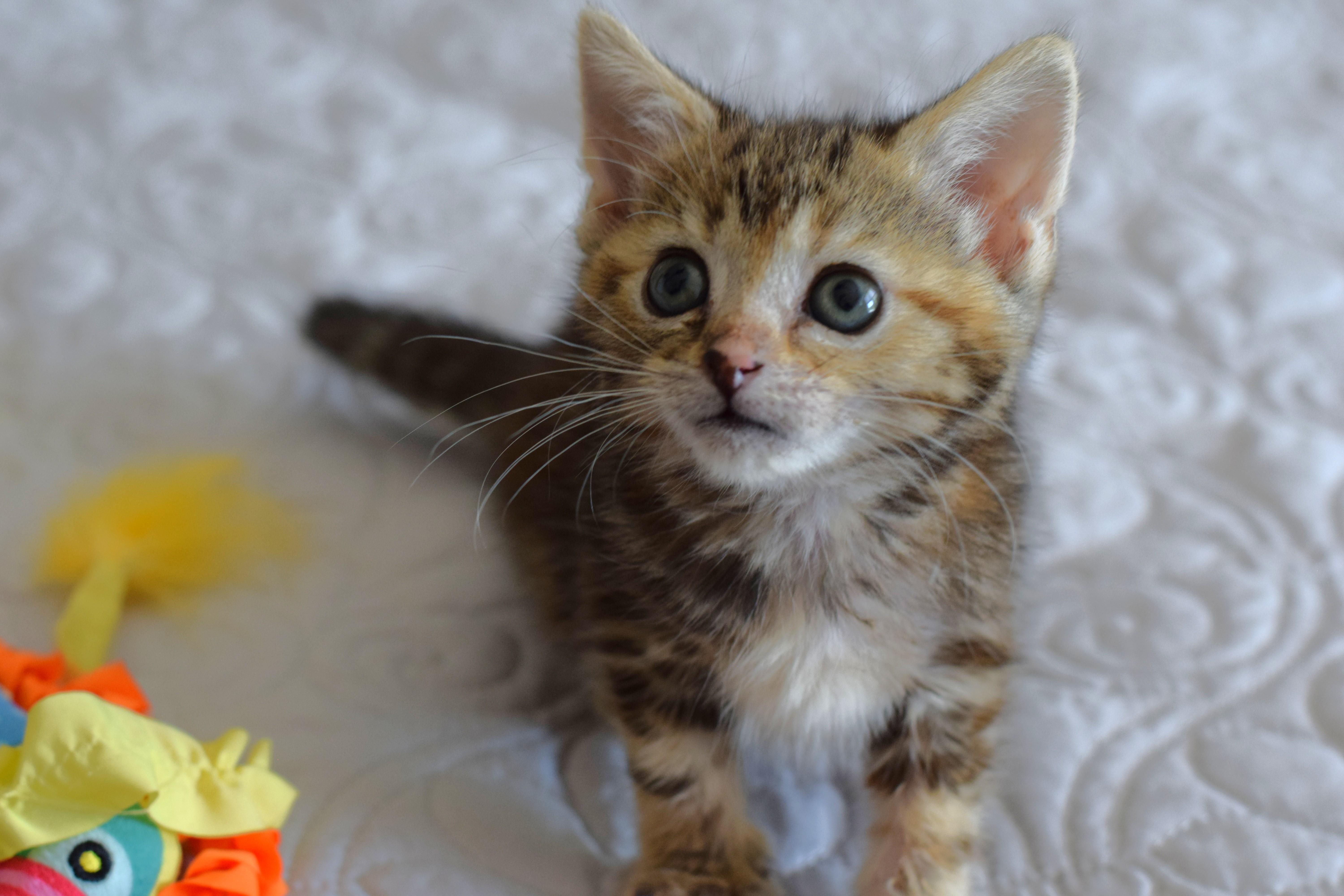 Enlarge Amelia, an adopted Domestic Short Hair in Mt Pleasant, SC image 6/6