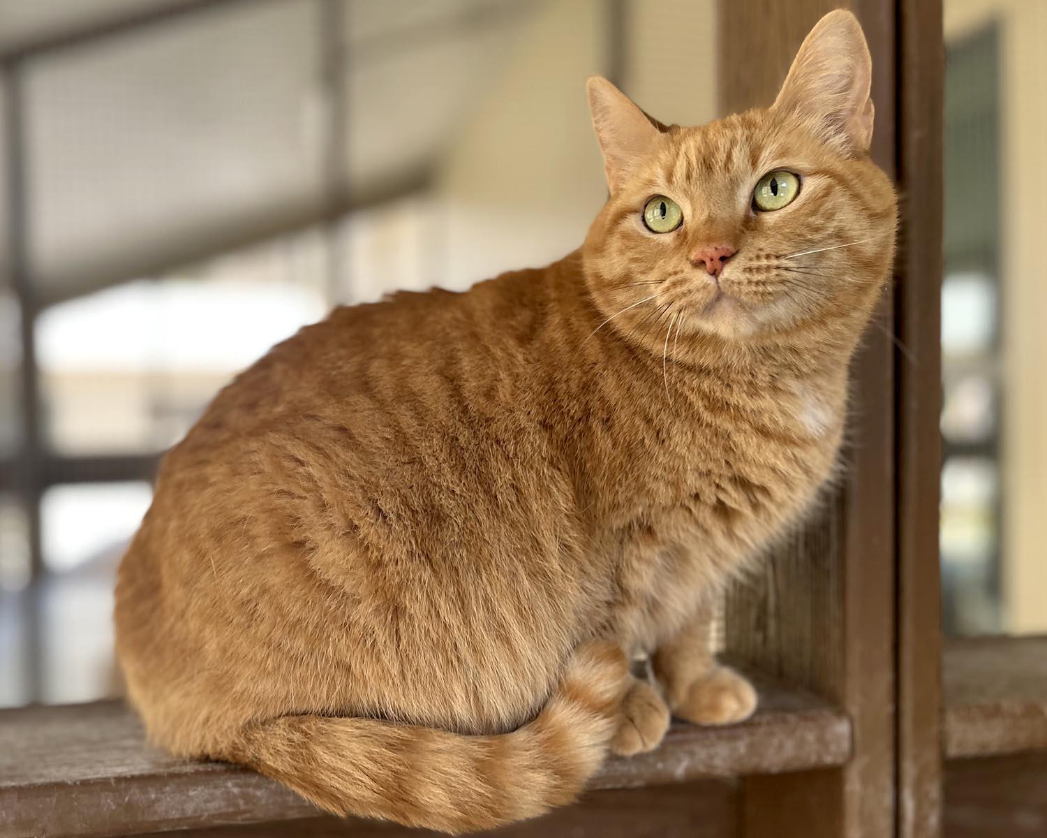 Frankie, Adoptable, Adult Female Domestic Short Hair.