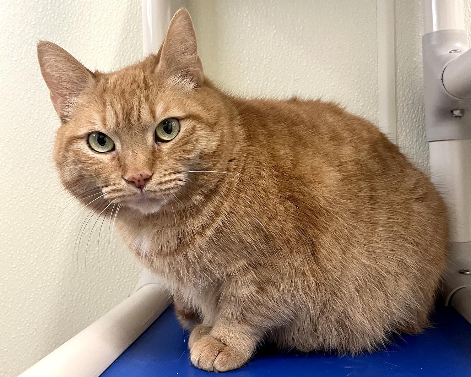 Enlarge Frankie, a Adoptable mixed breed in Cashiers, NC image 3/3