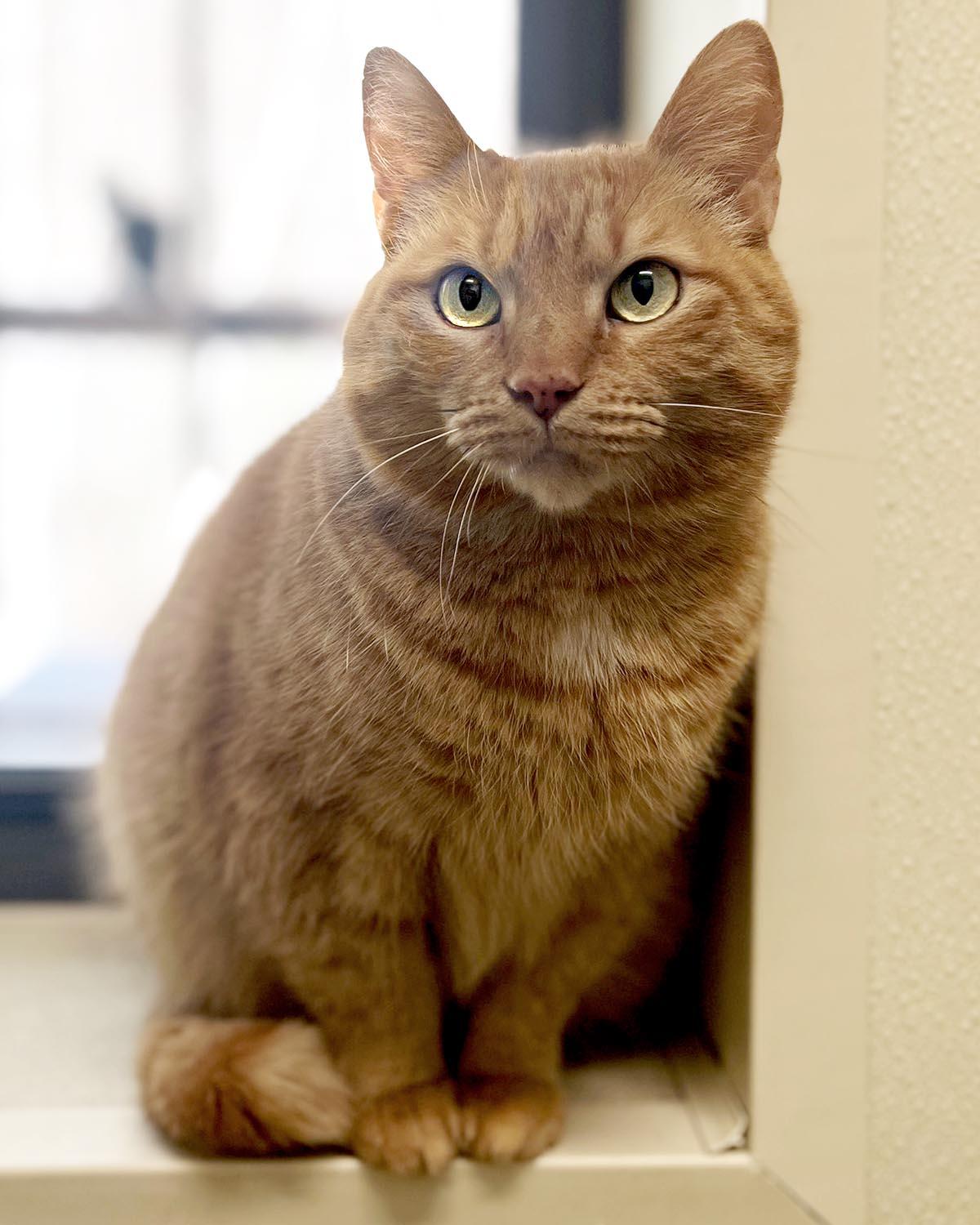 Enlarge Frankie, a Adoptable mixed breed in Cashiers, NC image 2/3