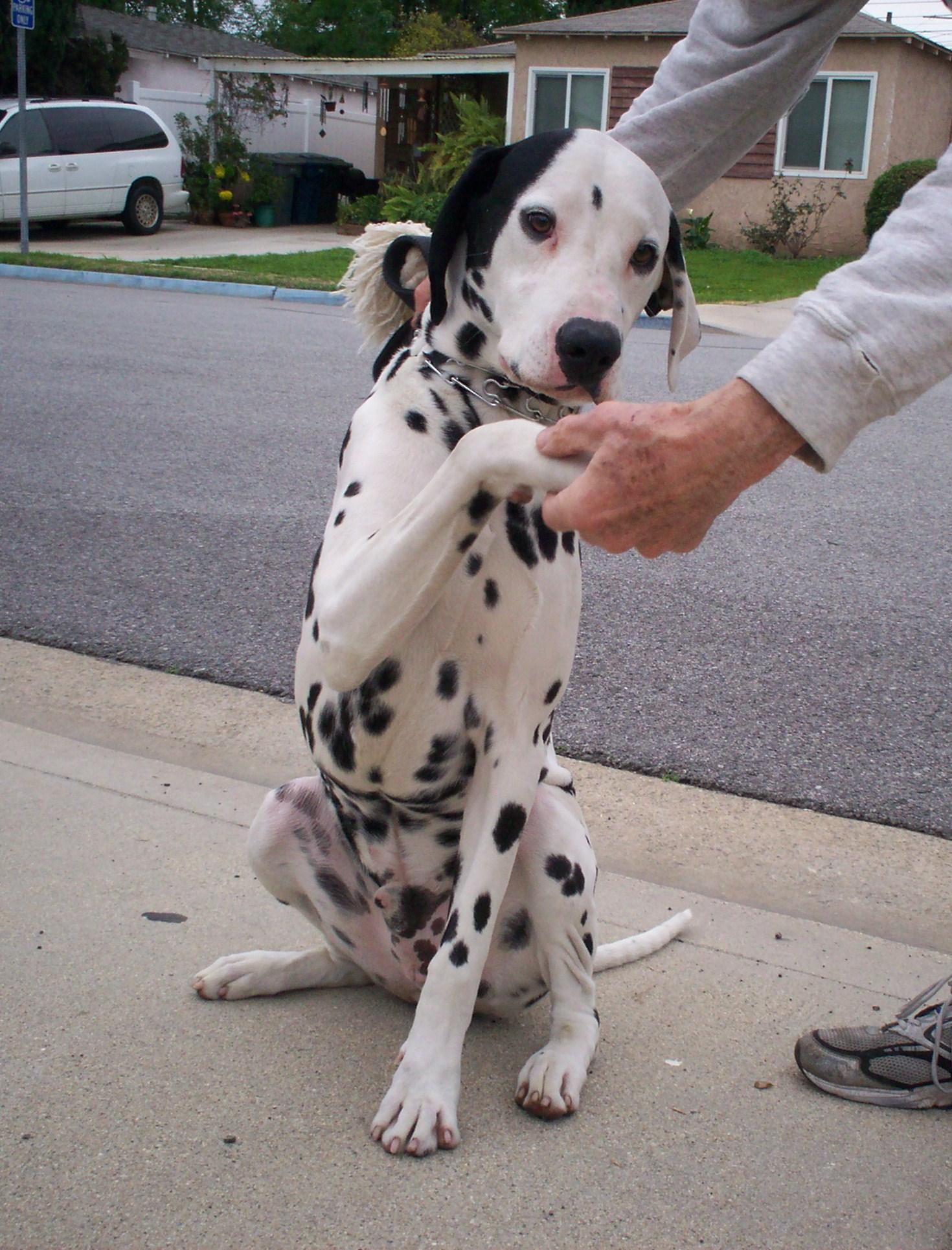 Ricky-Seeking Sponsors, a Adoptable Dalmatian in San Diego, CA image 1/6