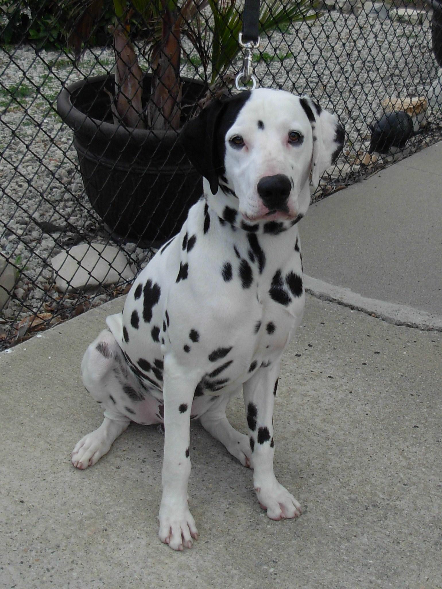 Ricky-Seeking Sponsors, a Adoptable Dalmatian in San Diego, CA image 2/6
