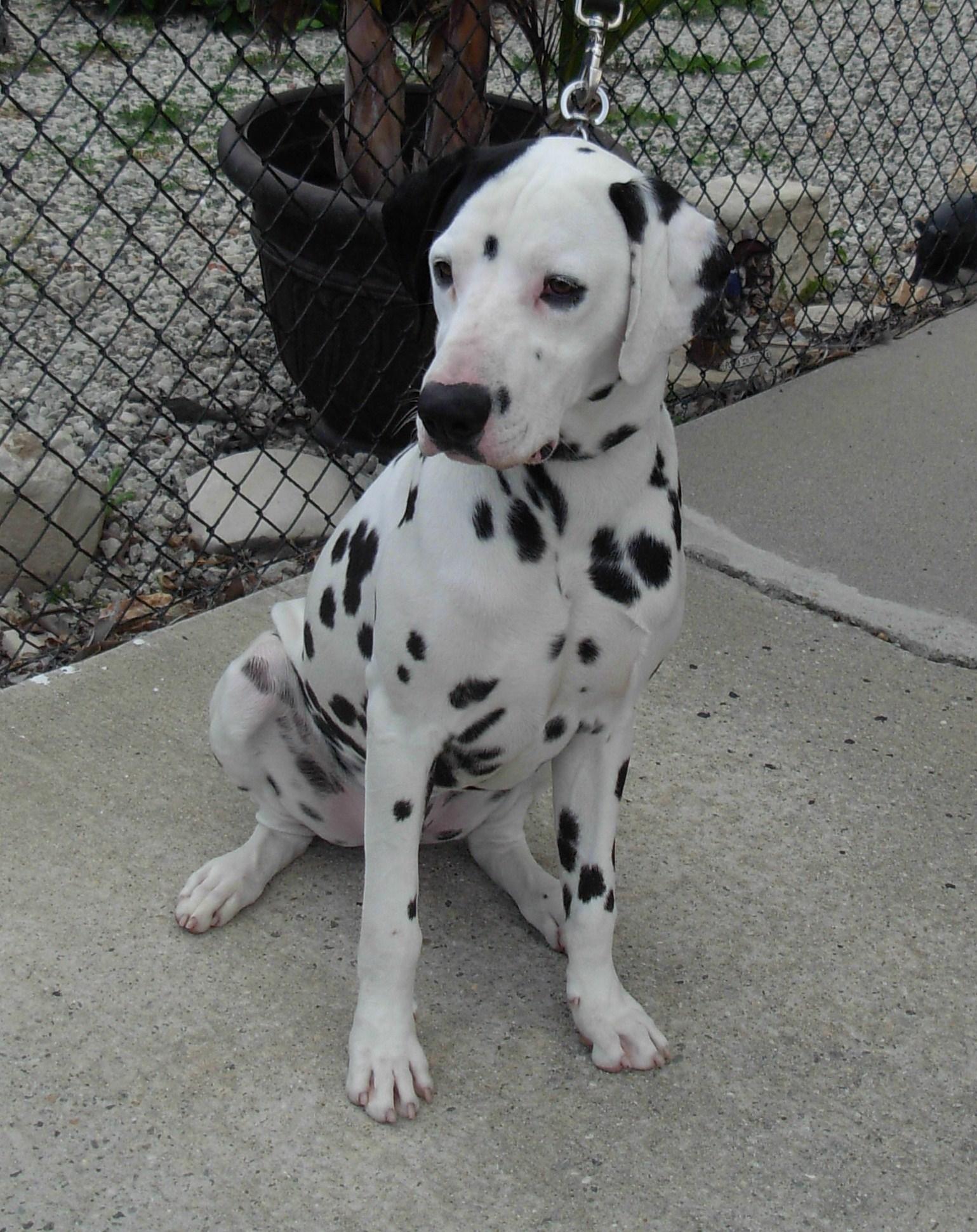 Ricky-Seeking Sponsors, a Adoptable Dalmatian in San Diego, CA image 3/6