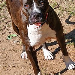 Minka, Adoptable, Adult Female American Staffordshire Terrier.