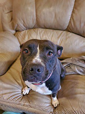 Minka, a Adoptable mixed breed in White Settlement, TX image 2/3