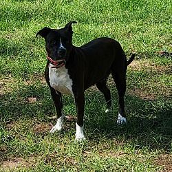 Minka, a Adoptable mixed breed in White Settlement, TX image 3/3