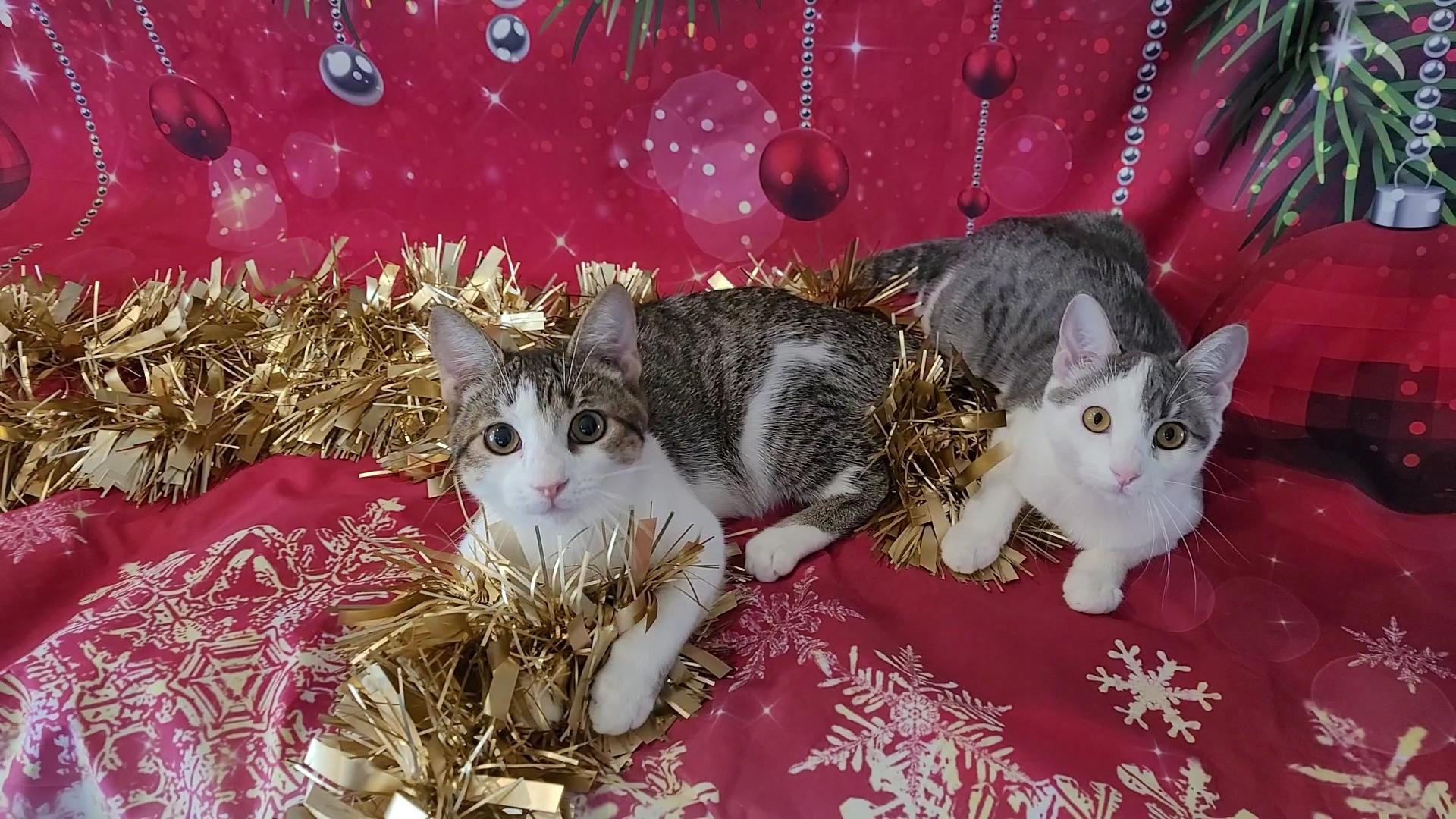 DARLA (Perfect ESA), a Adoptable mixed breed in Escalon, CA image 3/6