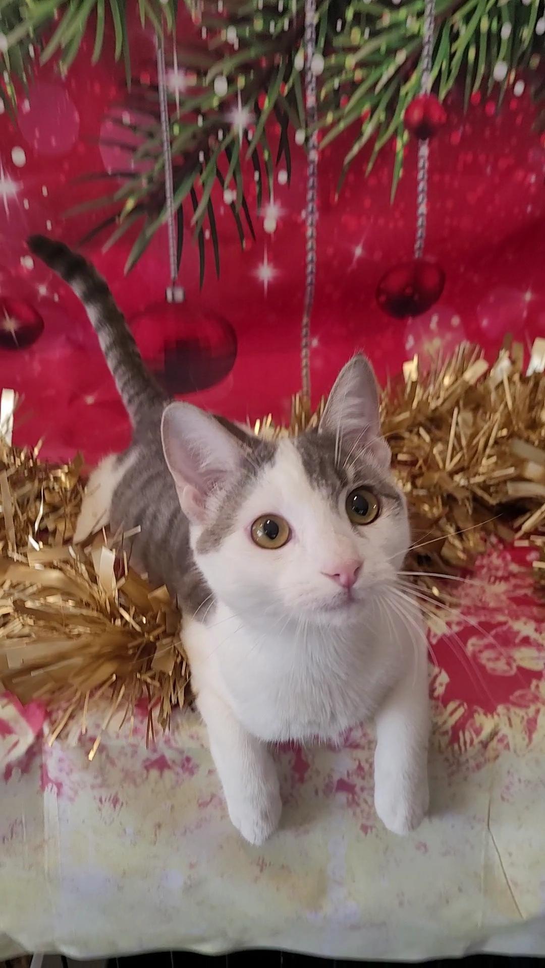 DARLA (Perfect ESA), a Adoptable mixed breed in Escalon, CA image 4/6