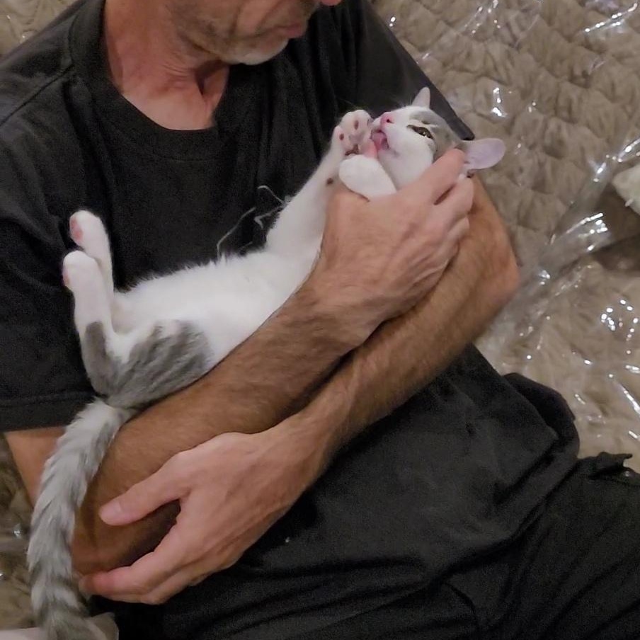 DARLA (Perfect ESA), a Adoptable mixed breed in Escalon, CA image 2/6