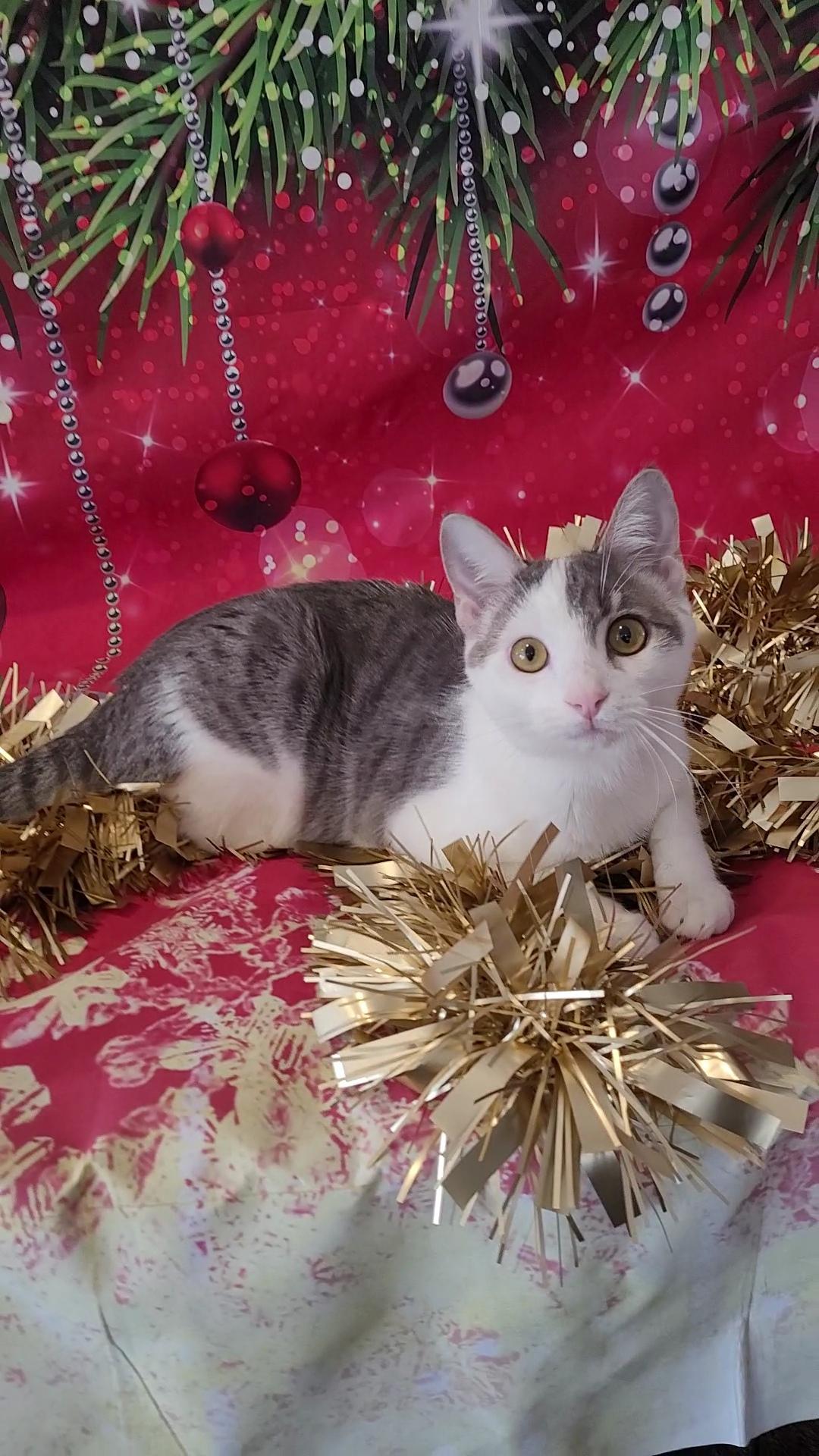 DARLA (Perfect ESA), a Adoptable mixed breed in Escalon, CA image 1/6