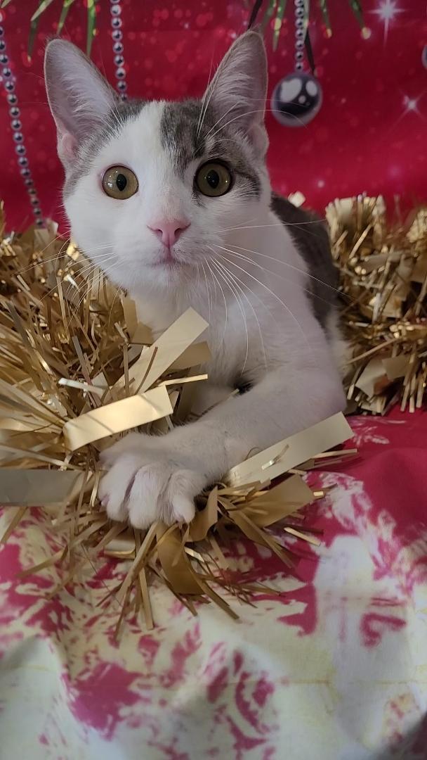 DARLA (Perfect ESA), a Adoptable mixed breed in Escalon, CA image 5/6