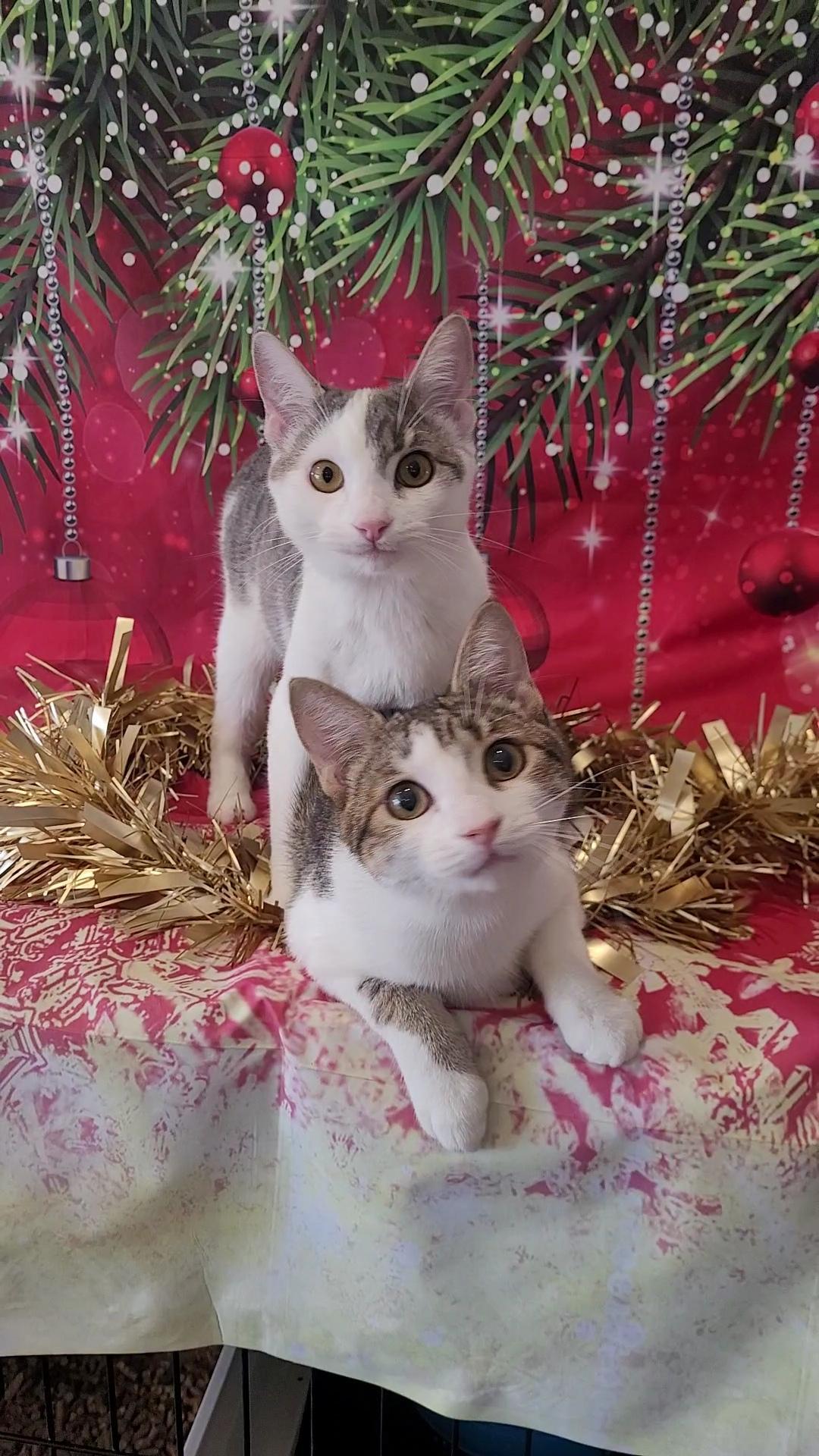 DARLA (Perfect ESA), a Adoptable mixed breed in Escalon, CA image 6/6