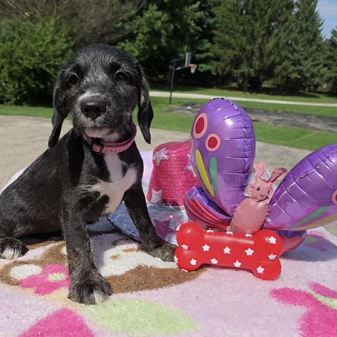Butterfly, Adopted, Puppy Female Terrier.