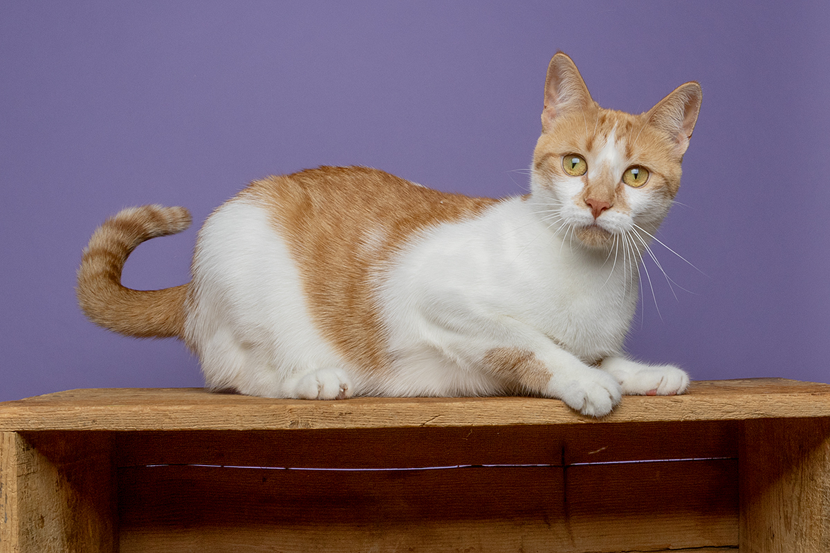 Sweet Marmalade! photo 6