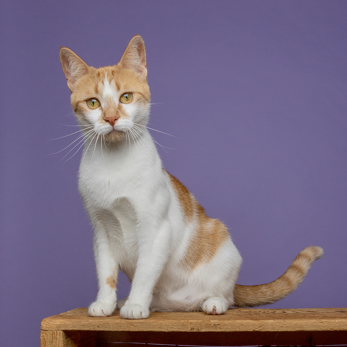 Sweet Marmalade! photo 3