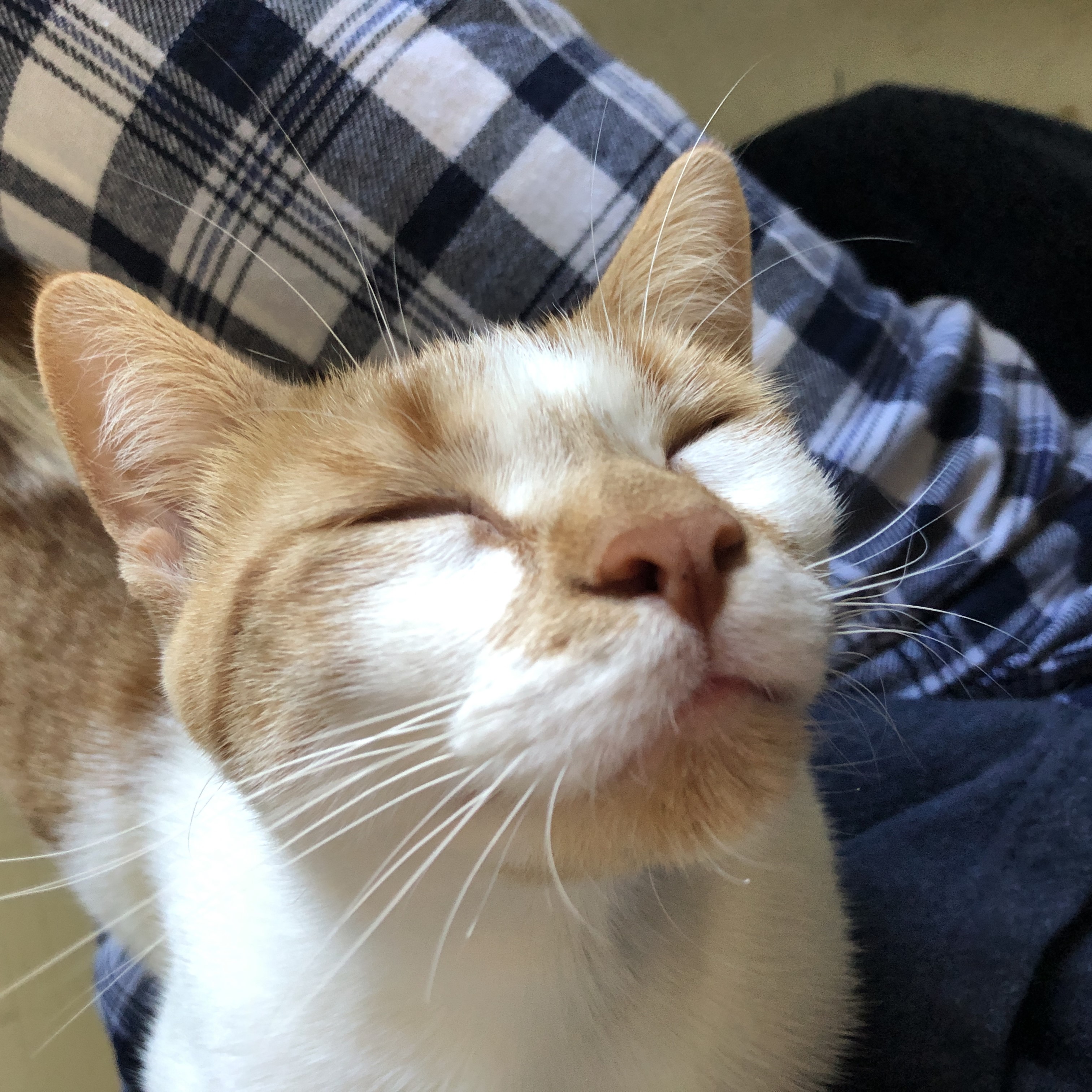 Sweet Marmalade! photo 4