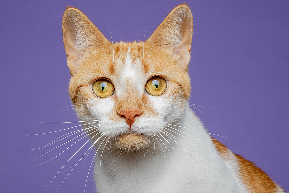 Sweet Marmalade!