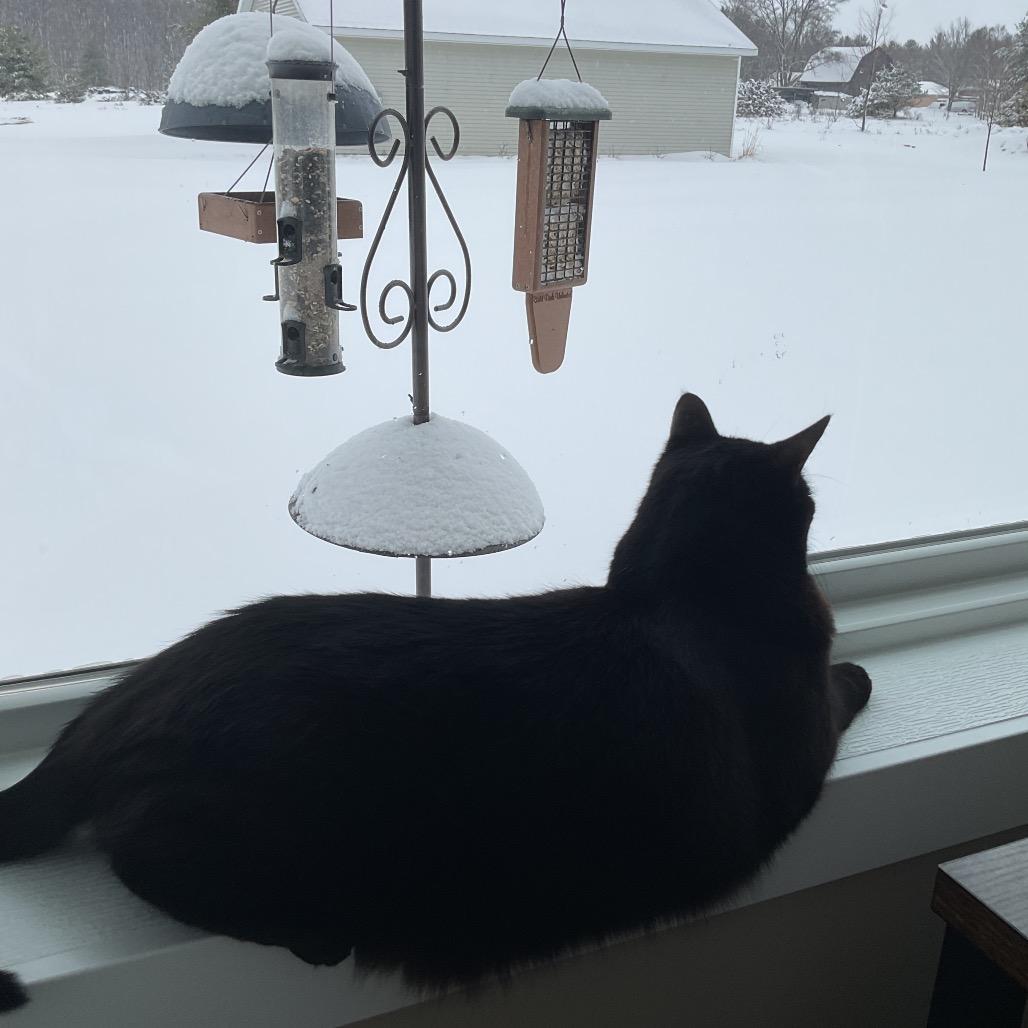 Mitten, a Adoptable Domestic Short Hair in Traverse City, MI image 1/5