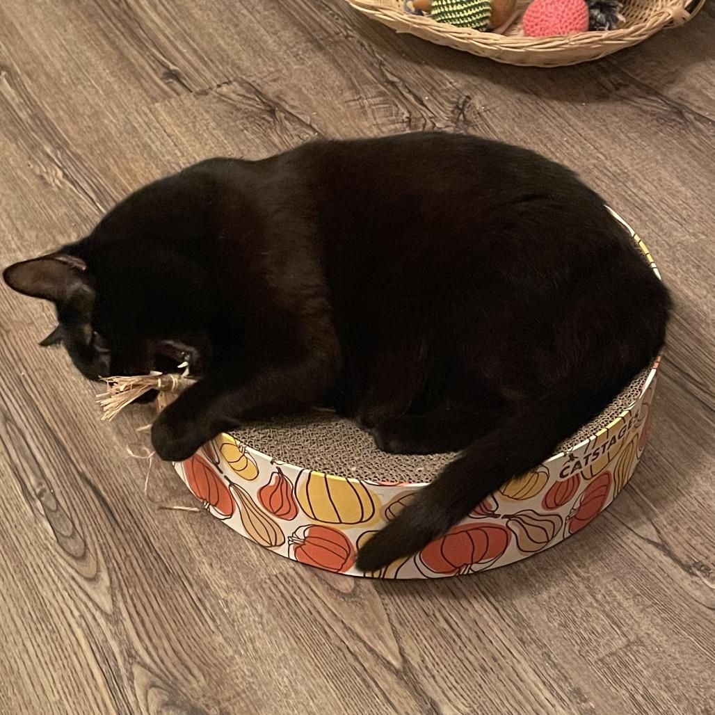 Mitten, a Adoptable Domestic Short Hair in Traverse City, MI image 2/5