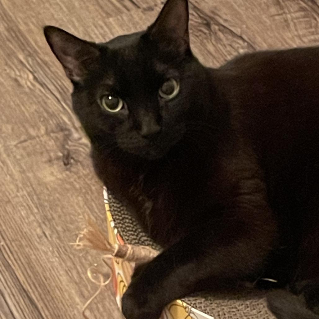 Mitten, a Adoptable Domestic Short Hair in Traverse City, MI image 3/5