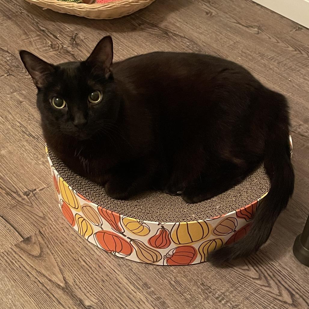 Mitten, a Adoptable Domestic Short Hair in Traverse City, MI image 4/5