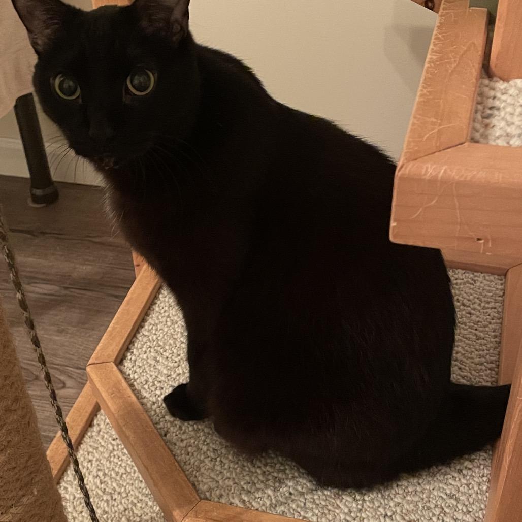 Mitten, a Adoptable Domestic Short Hair in Traverse City, MI image 5/5
