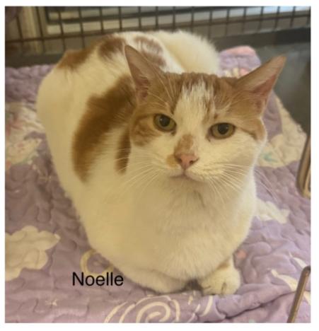 Noelle, Adoptable, Adult Female Domestic Short Hair.