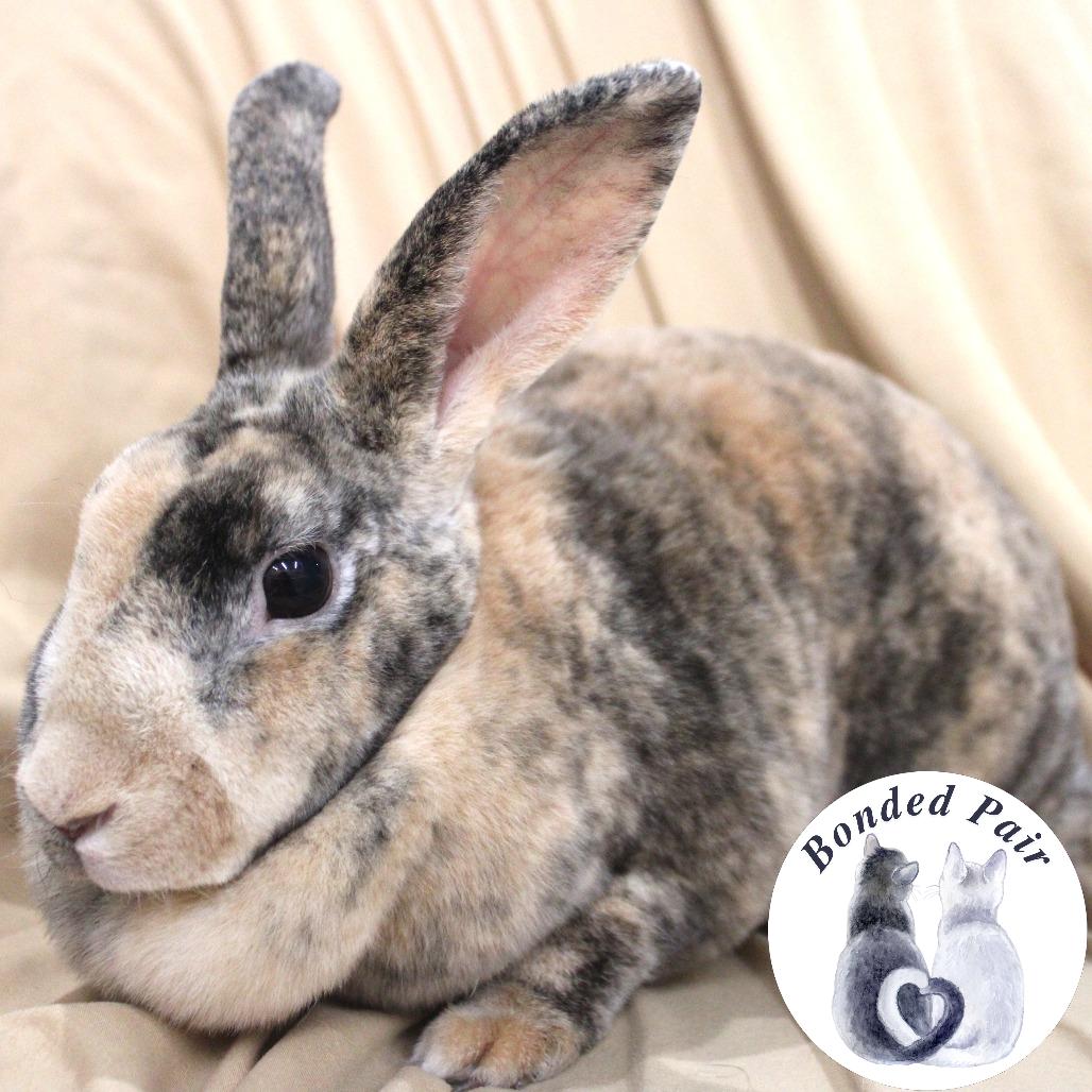 Rosetta, Adoptable, Young Female Rex.