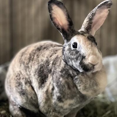 Rosetta, Adoptable, Young Female Rex.