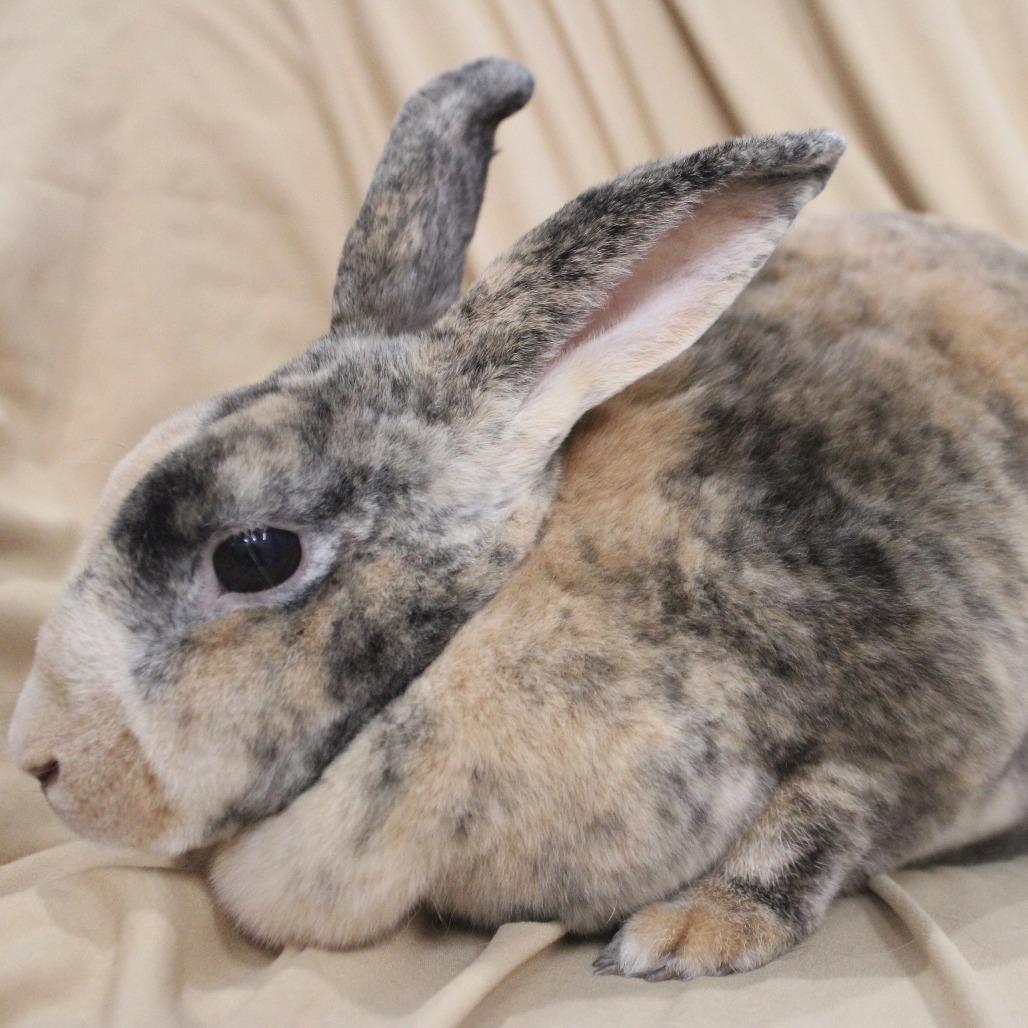 Rosetta, a Adoptable Rex in Champaign, IL image 2/3