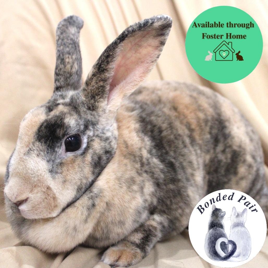 Rosetta, a Adoptable Rex in Champaign, IL image 3/4