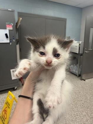 Enlarge Flounder, a Adoptable mixed breed in Gastonia, NC image 1/1