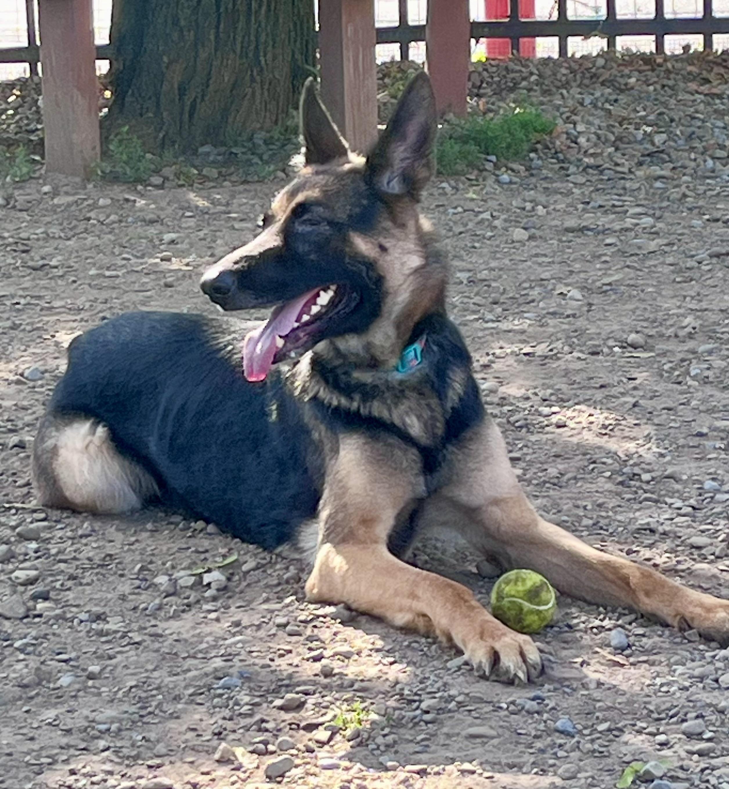 Mara, a ADOPTABLE German Shepherd Dog in Buffalo, NY image 4/6